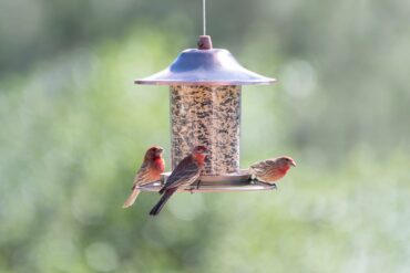 birds feeders