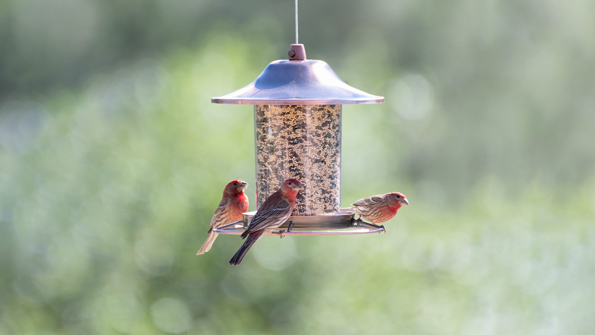 birds feeders