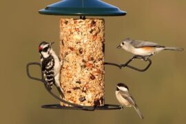 birds feeders