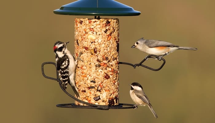 birds feeders