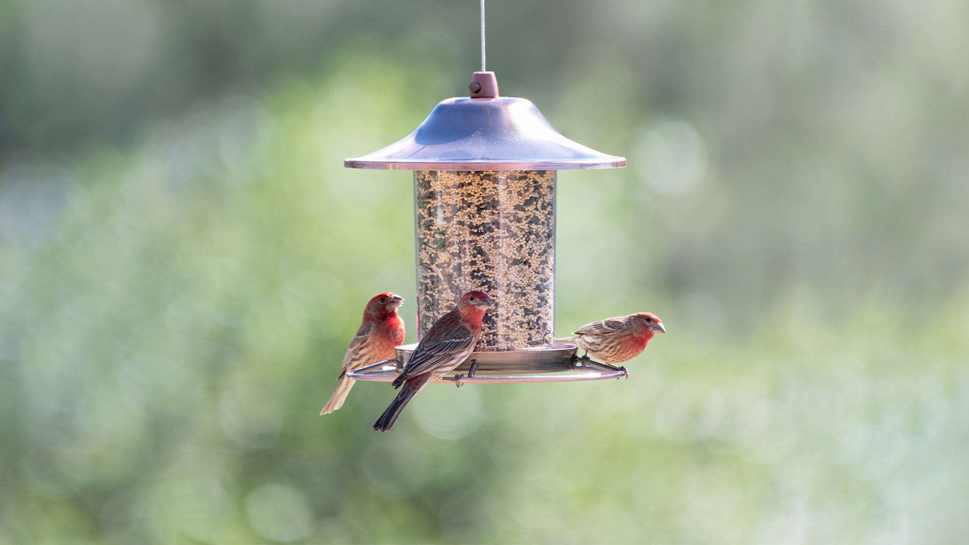 birdseed feeders