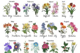 birth flower for each month