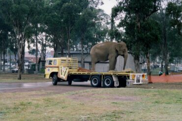 blacktown showground circus sydney