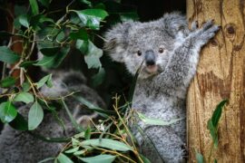 blacktown wildlife park sydney