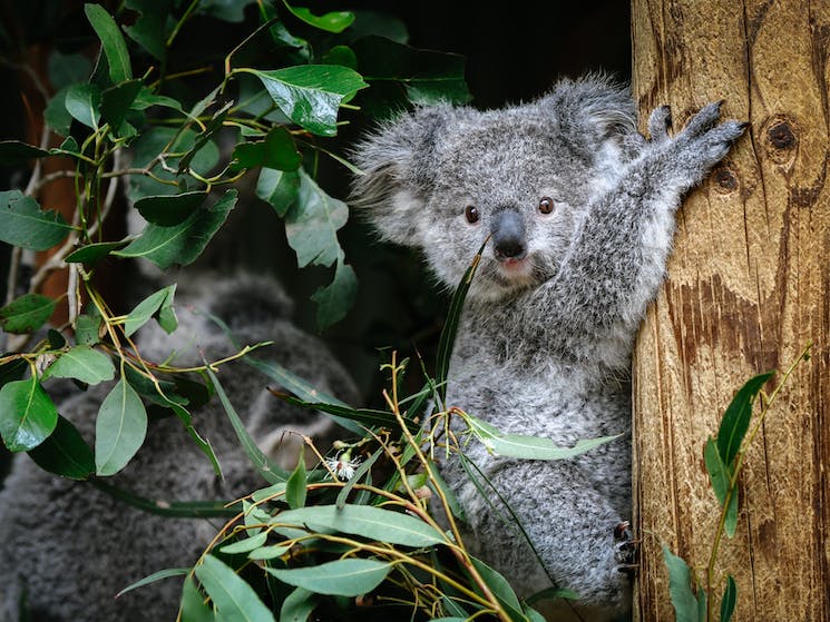 blacktown wildlife park sydney