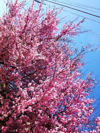 blossom adelaide