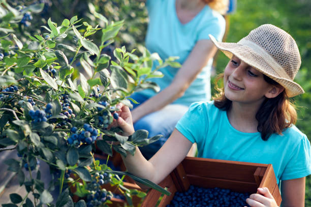 blueberries picking