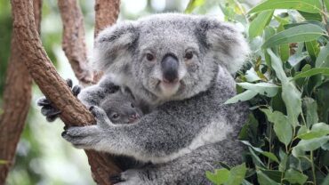 brisbane australia koala sanctuary