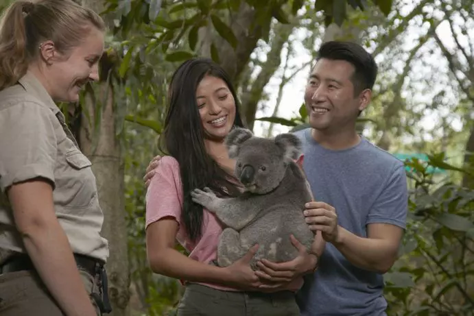 brisbane koala sanctuary