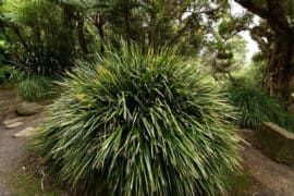 brisbane nursery plants