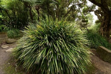 brisbane nursery plants