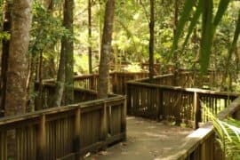 buderim