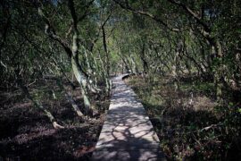 buffalo creek reserve sydney