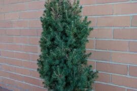 bunnings christmas tree