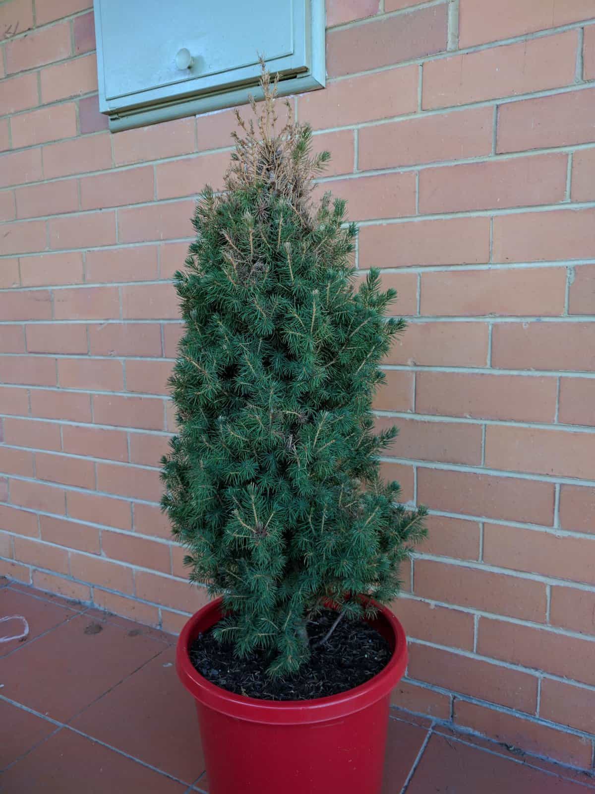 bunnings christmas tree