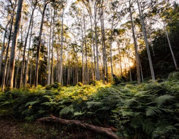 bush walks near me