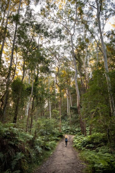 bushwalks near me