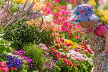 carnival of flowers toowoomba