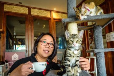 cat cafe adelaide