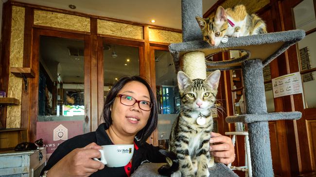 cat cafe adelaide