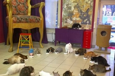 cats cafe