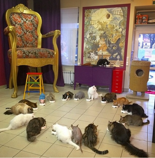 cats cafe