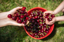 cherry farm melbourne pick your own sydney