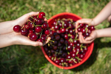 cherry farm melbourne pick your own sydney