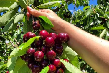 cherry farm nsw sydney