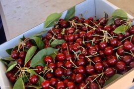 cherry farm sydney