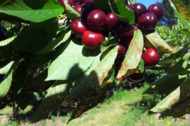 cherry picking adelaide