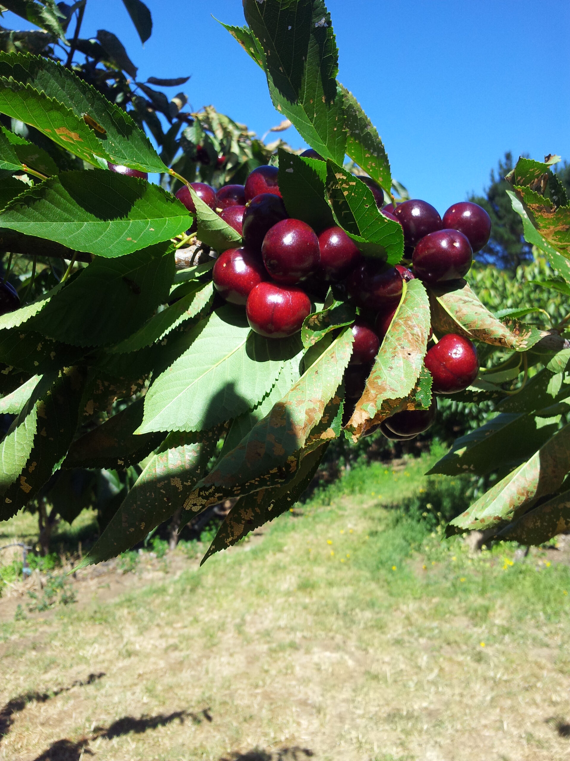 cherry picking adelaide