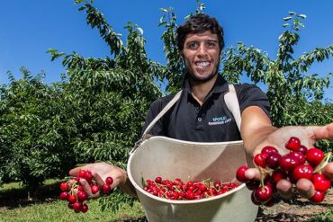 cherry picking in adelaide