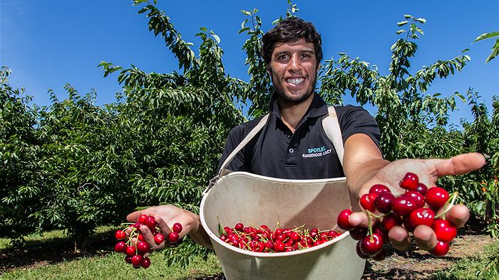 cherry picking in adelaide