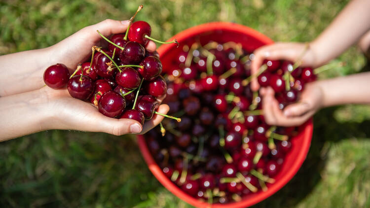 cherry picking in melbourne