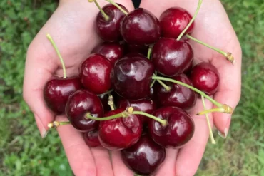 cherry picking season nsw sydney