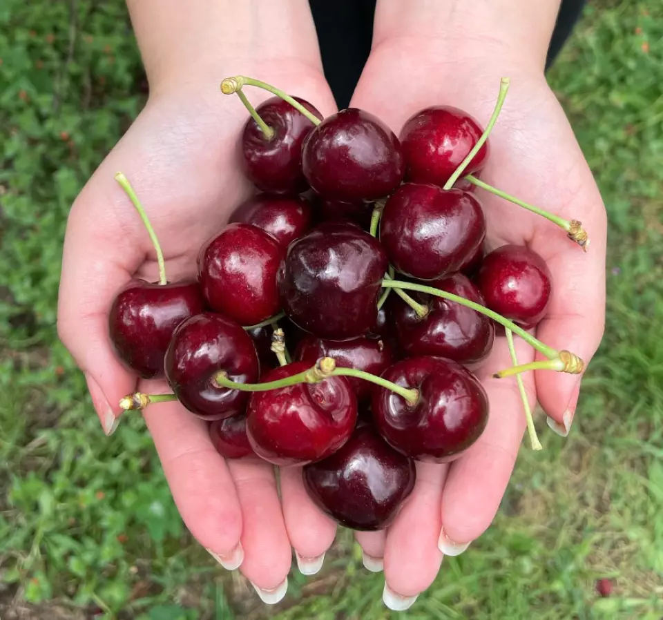 cherry picking season nsw sydney