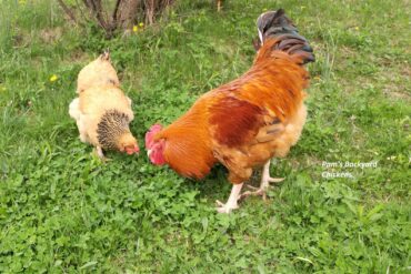 chicken eating spider