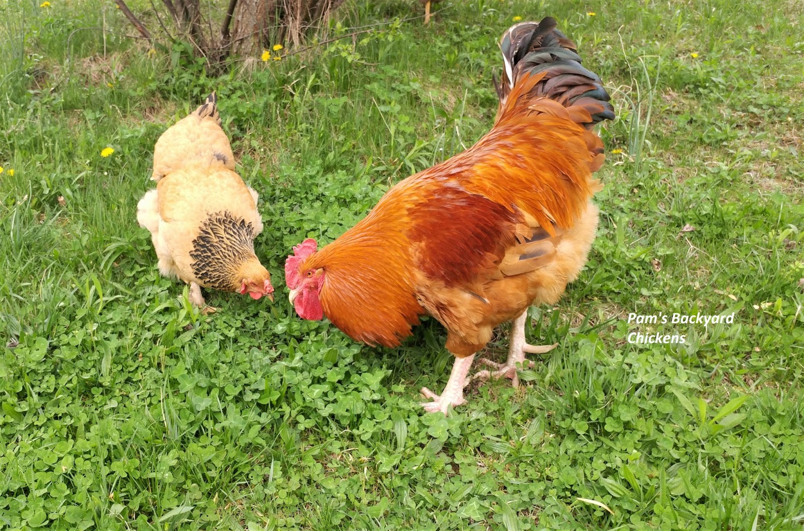 chicken eating spider