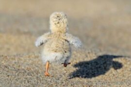 chicks running