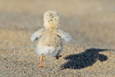 chicks running