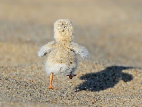 chicks running