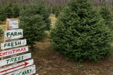 christmas farm tree