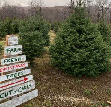 christmas farm tree