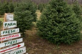 christmas tree farms