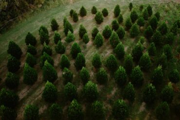 christmas tree farms sydney