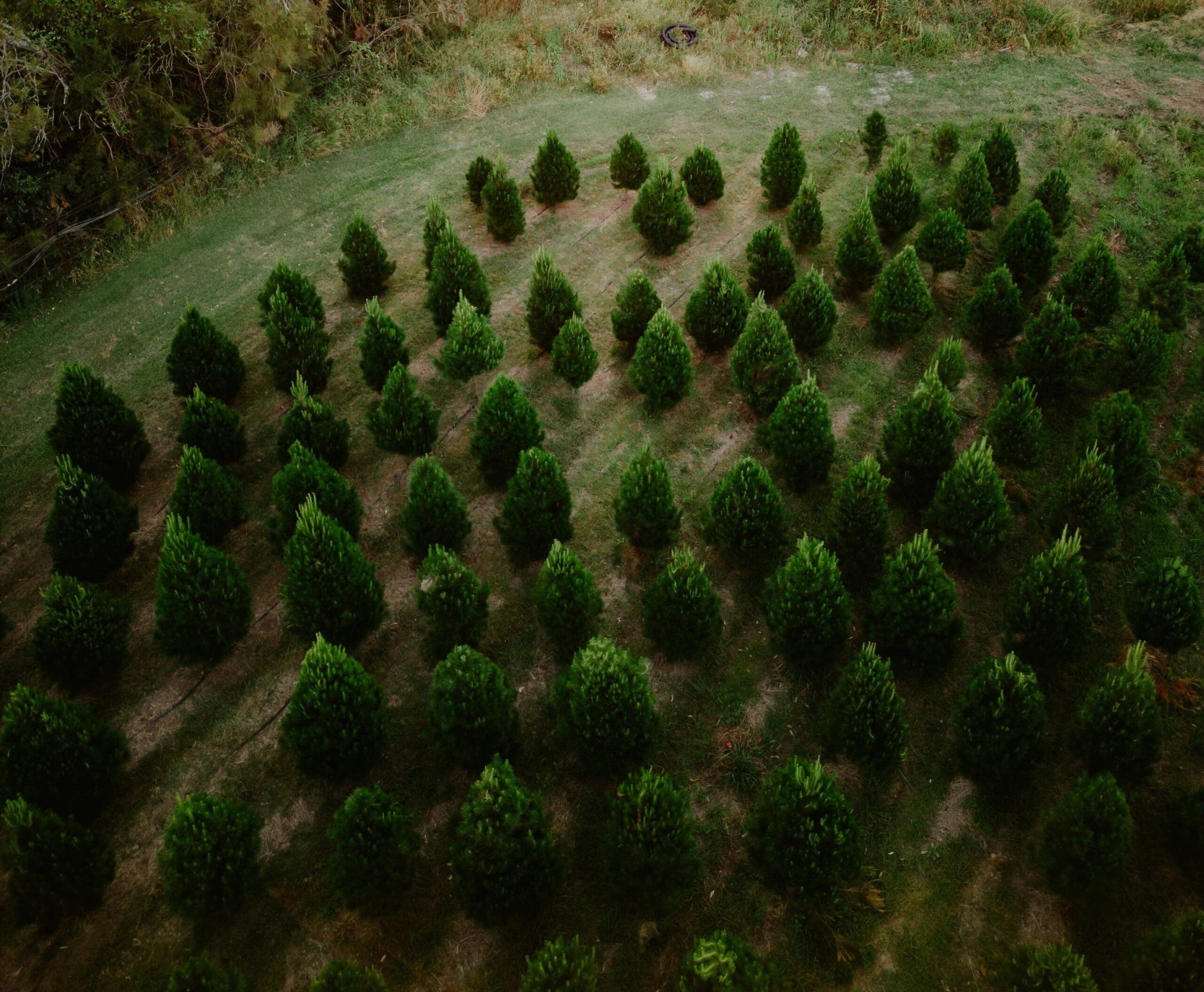 christmas tree farms sydney