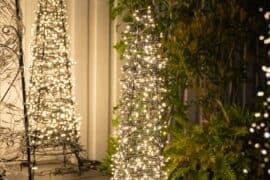 christmas trees at bunnings