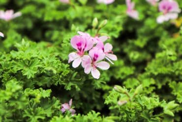 citronella plants