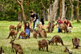 cleland wildlife park australia